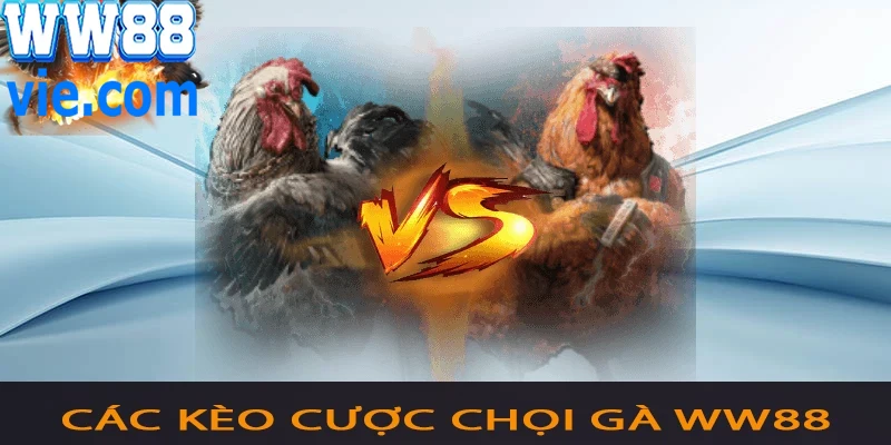 ĐÁ GÀ WW88 Những kèo cá cược đá gà WW88 phổ biến nhất hiện nay