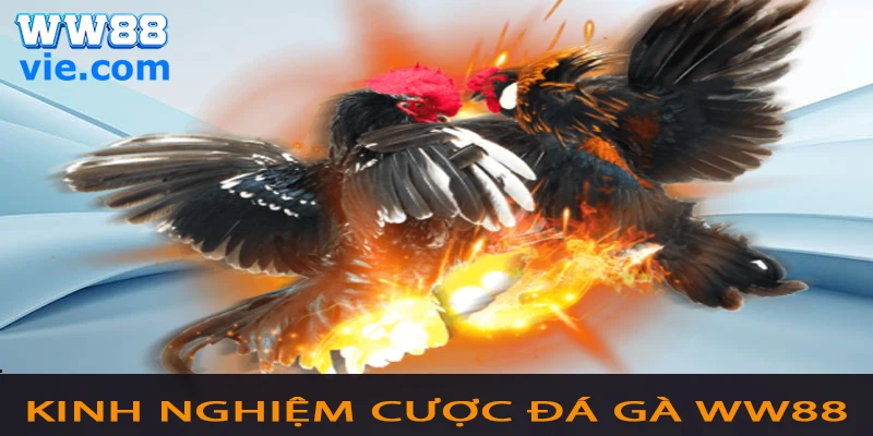 ĐÁ GÀ WW88 Mẹo hay khi chơi cá cược đá gà trực tuyến tại WW88